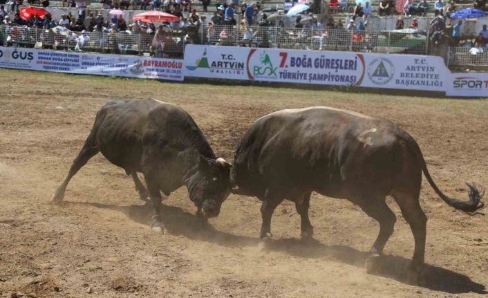 Artvin’de boğalar bu kez Türkiye şampiyonluğu için kapıştı