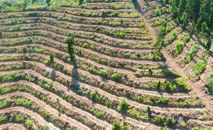 Artvin’de bozuk orman sahaları ve doğal afetlerde zarar görmüş alanlar fidan dikimi için hazırlanıyor