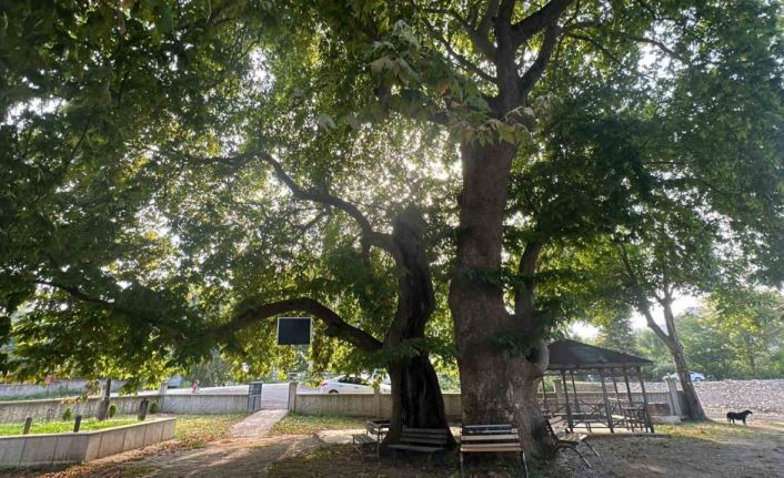 Asırlardır tarihe tanıklık ediyor, artık koruma altında