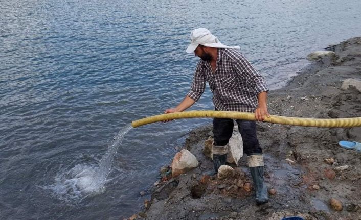 Aydın’da 300 bin sazan suyla buluştu