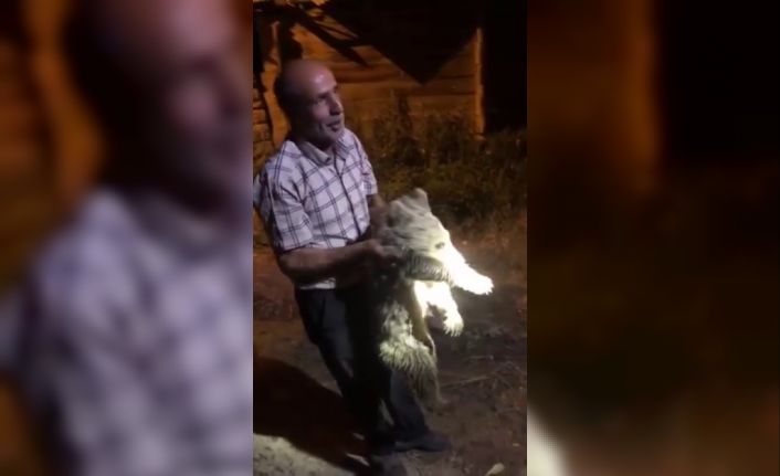 Ayı yavrusu köye indi