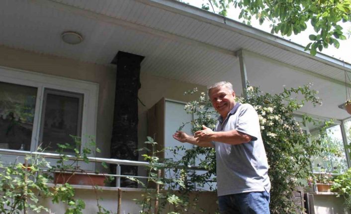 Baba mirası ağacı kesmeye kıyamadı: 11 yıldır evin balkonundan geçen ağaçla yaşıyor