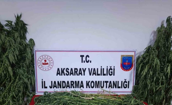 Bahçesinde yetiştirdiği keneviri uyuşturucu yapıp satan şüpheli yakalandı