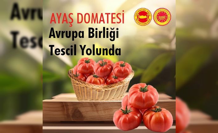 Bakan Kacır: "Ayaş domatesi, inceleme süreçlerinin tamamlanmasıyla AB Resmi Gazetesi’nde yerini aldı"