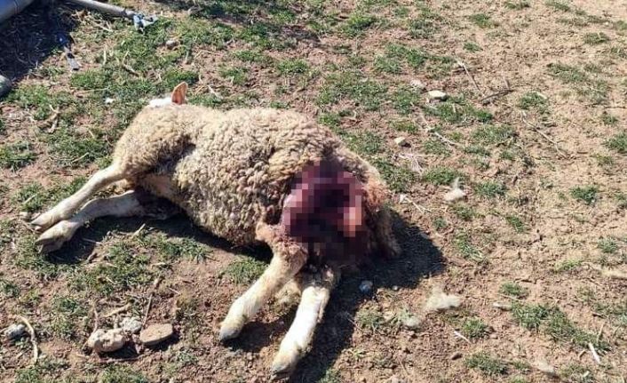 Başıboş köpekler şehrin merkezindeki çiftliğe saldırdı