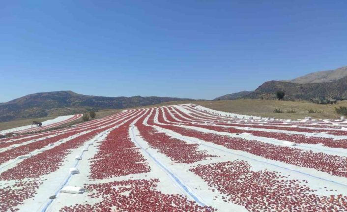 Batman’da ilk defa ekilen kurutmalık domates 100’e yakın ülkeye ihraç ediliyor