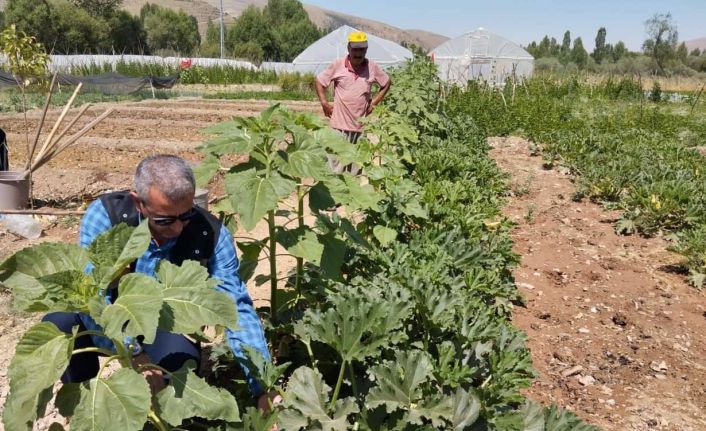 Bayburt Eko-Köyde vatandaşlar kendi hasat ettiği ürünleri satın alabiliyorlar