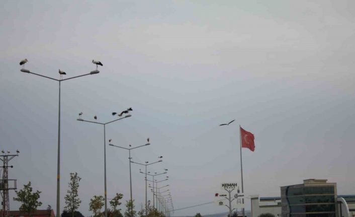 Binlerce kilometreden geldiler, aydınlatma direklerini süslediler