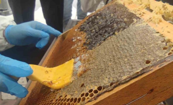 Bir yılda 9 farklı dalda ödül alan dünya birincisi Bingöl balında hasat başladı