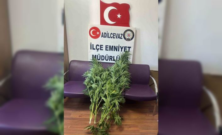 Bitlis’te 10 kök Hint keneviri ele geçirildi