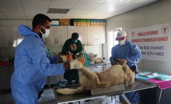 Bitlis’te 200 sokak köpeği kısırlaştırıldı