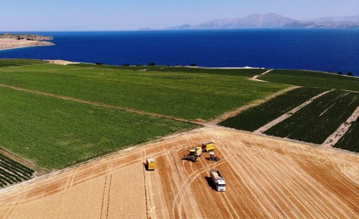 Bitlis’te 301 bin dekarlık alanda buğday hasadı başladı