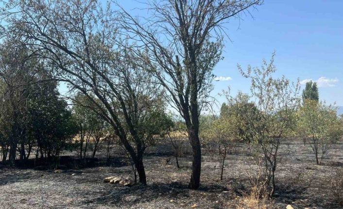 Burdur’da 100 adet meyve ağacı ve 50 dönüm arazi yandı