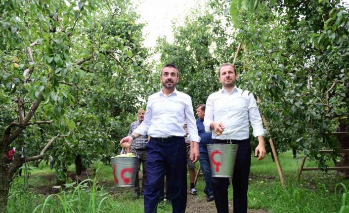 Bursa’da armut hasadı başladı... İlk meyveler Milletvekili Kılıç ve Başkan Tanır’dan