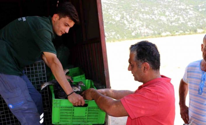 Büyükşehir Belediyesinin, hindi ile çekirge mücadelesi bu yıl da sürüyor
