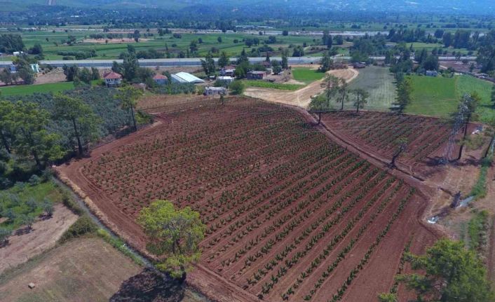 Büyükşehir Muğla’da 228 bin 400 ağacı toprakla buluşturdu