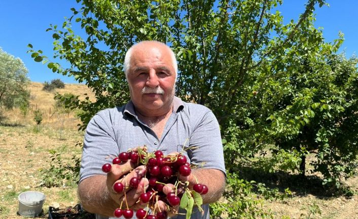 Coğrafi işaretli ‘Çubuk vişnesi’nin hasadı başladı
