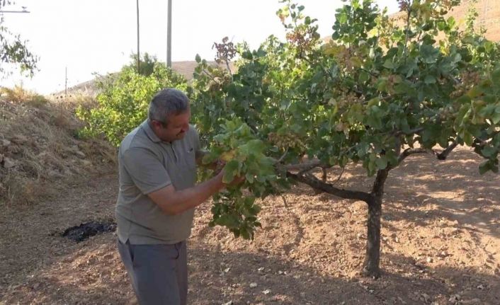 Dolu ve aşırı sıcaklar Siirt fıstığını etkiledi, rekoltede düşüş bekleniyor