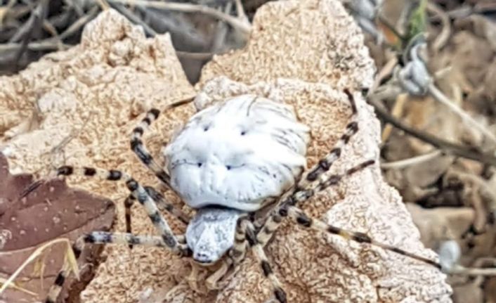 Dünyanın en zehirli örümceklerinden biri Malatya’da görüldü