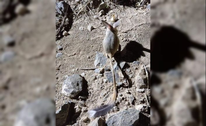 Elazığ’da kırmızı listede yer alan Arap tavşanı görüntülendi