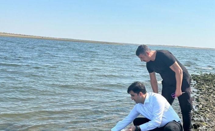 Enez ve İpsala’da 410 bin yavru sazan su ile buluştu