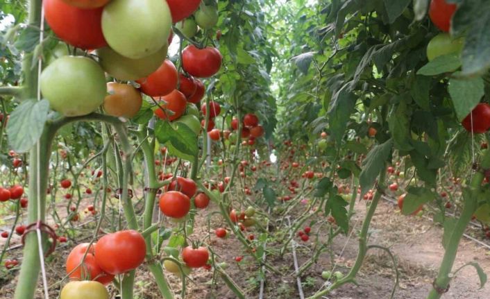 Erzincan’da 600 dekarlık sera işletmesinde üretilen domates, çevre illere pazarlanıyor