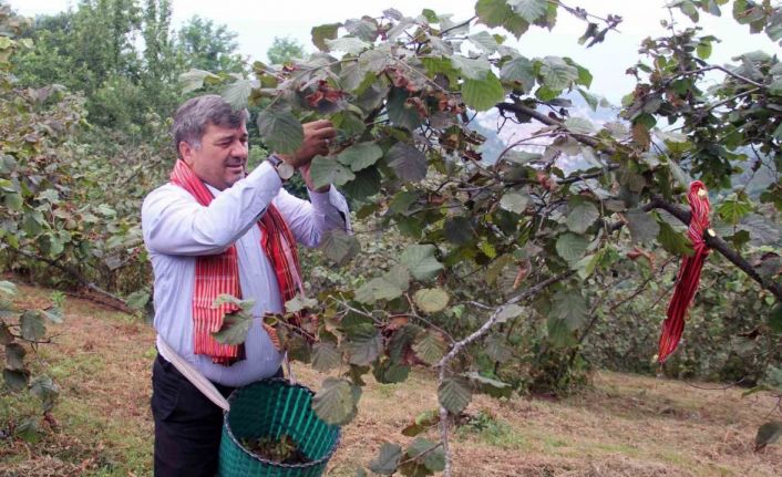 Giresun’da kemençe ve horon eşliğinde fındık hasadı yapıldı