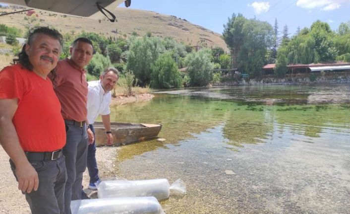 Göletlere son bir haftada 1 milyon 52 bin yavru sazan balığı salındı
