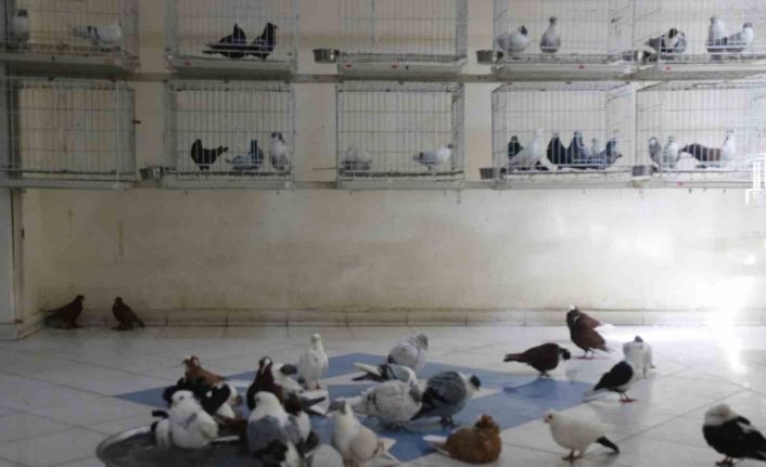 “Güvercin Otel”de kalan binlerce güvercin klimalı ortamda leğene doldurulan suya girerek serinliyor