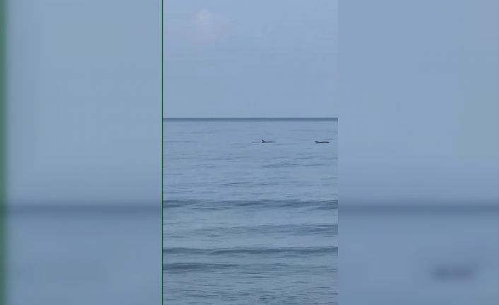 Hatay’da vatandaşlar yunuslarla birlikte yüzdü