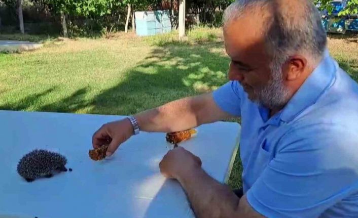 Her gün evinin bahçesine gelen yavru kirpiyi eliyle besliyor