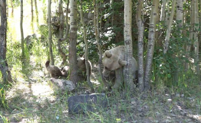 İHA muhabiri ayı saldırısından kıl payı kurtuldu