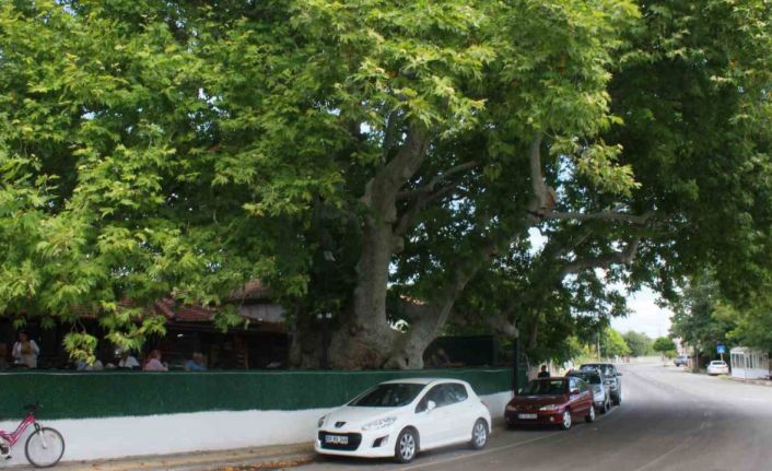 İki imparatorluk gören çınar ağacı zamana meydan okuyor