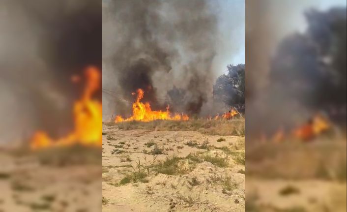 Isparta’da 10 dönümlük sazlık küle döndü