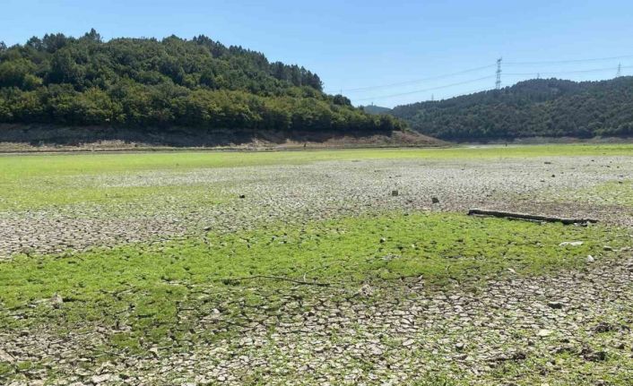 İstanbul’da şaşırtan görüntü: Suların çekilmesiyle yeşile dönen alan mandalara kaldı