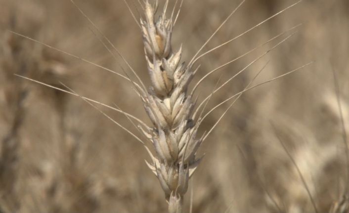 Kahramankazan’da buğday hasadı başladı