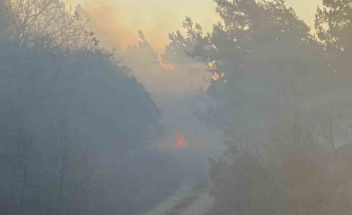 Karacabey’de orman yangını