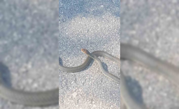 Karayoluna çıkan yılan kamerada