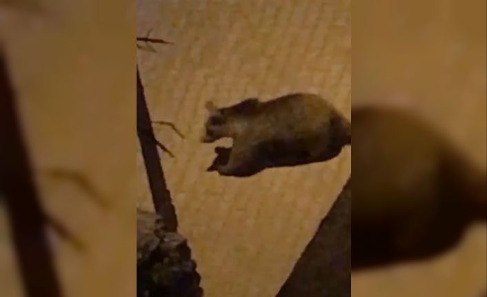 Kastamonu’da ilçe merkezine kadar inen ayı, mahalle aralarında gezdi