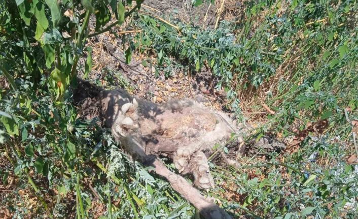 Kayıp çoban köpeği, vurulmuş halde ölü bulundu