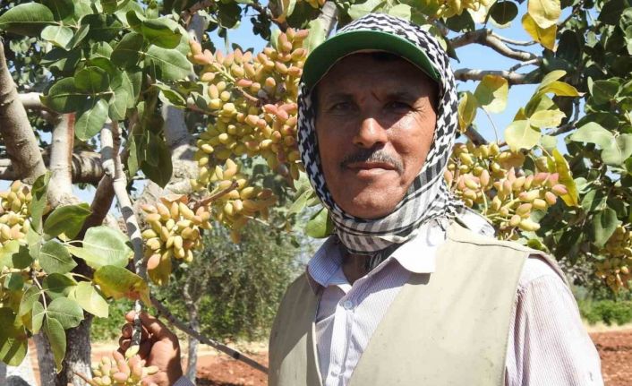 Kilis’te yeşil altının hasadı başladı