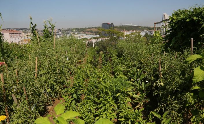 Küçükçekmeceliler, kentin ortasında organik tarım yapıyor
