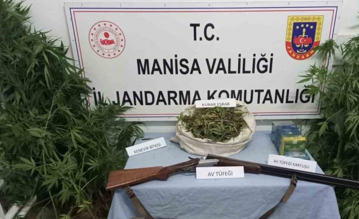 Kula’da uyuşturucu operasyonu: 386 kök kenevir, 473 gram esrar ele geçirildi