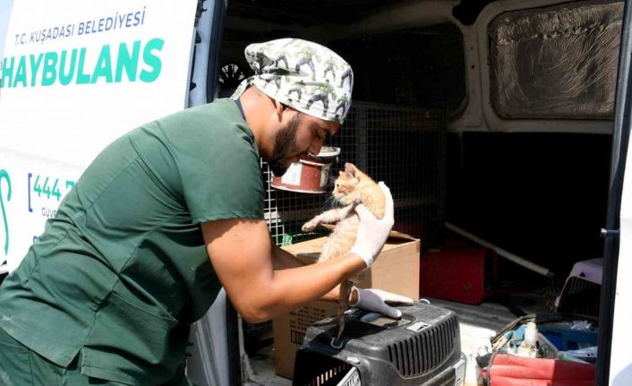 Kuşadası’nda sahipsiz can dostlar şefkatli ellerde