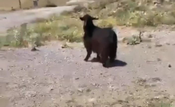 Kuyuya düşen keçiyi TEİAŞ ekipleri kurtardı