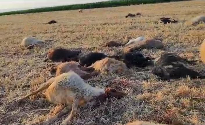 Mardin’de suya karışan zirai ilaç 85 hayvanın telef olmasına neden oldu