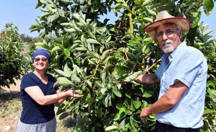 Mersin’de avokado fidanı desteği üreticilerin yüzünü güldürüyor