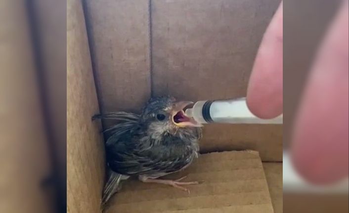 Minik serçe yavrusu şefkatli ellerde