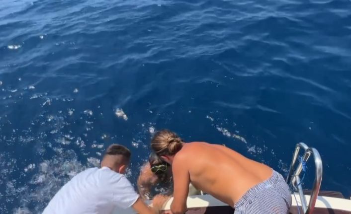 Misina ve kanca takılı caretta carettayı tur teknesi kaptanı denize atlayarak kurtardı