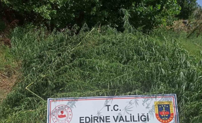 Mısır tarlasında 26 bin 500 kök kenevir ele geçirildi